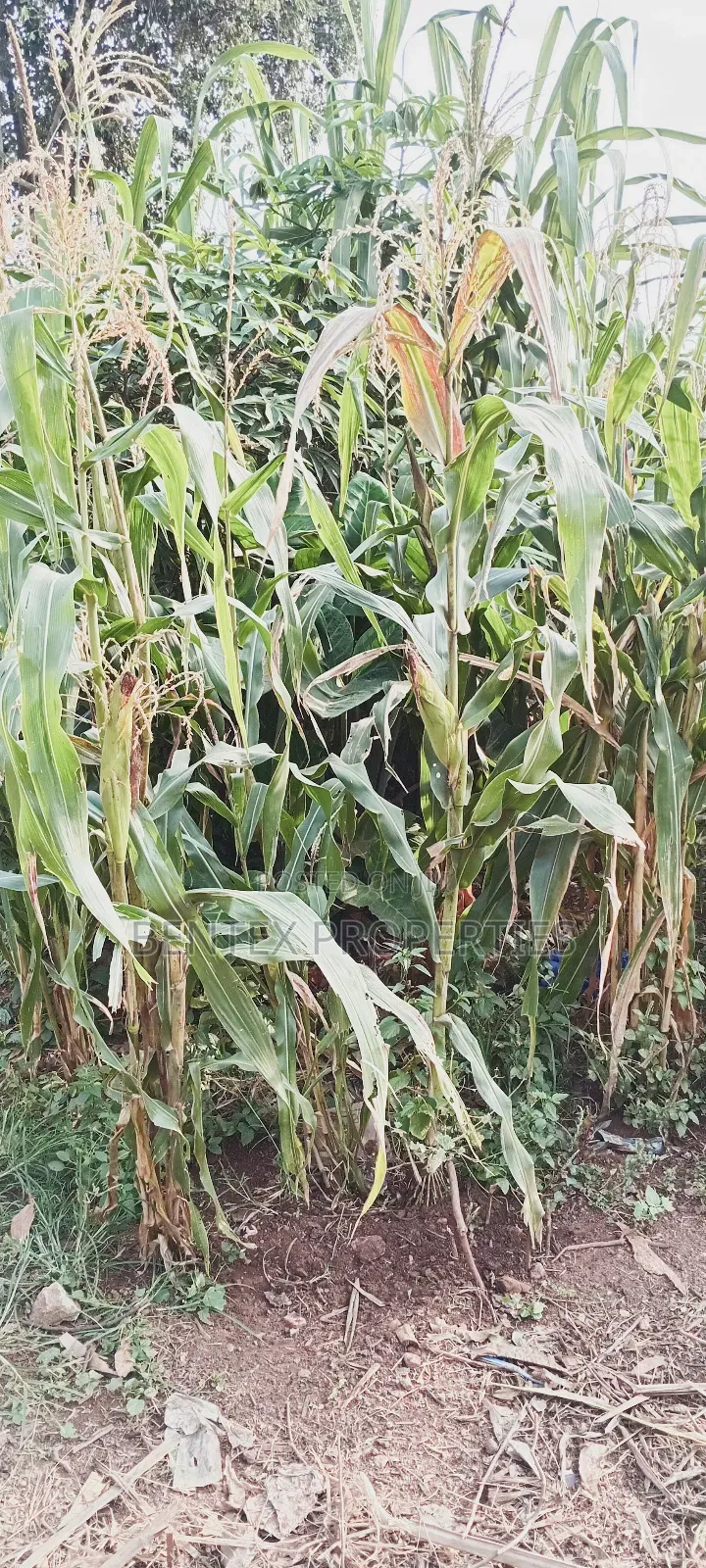 320 Acres for Sale in Bbale-Kayunga Each at 7m