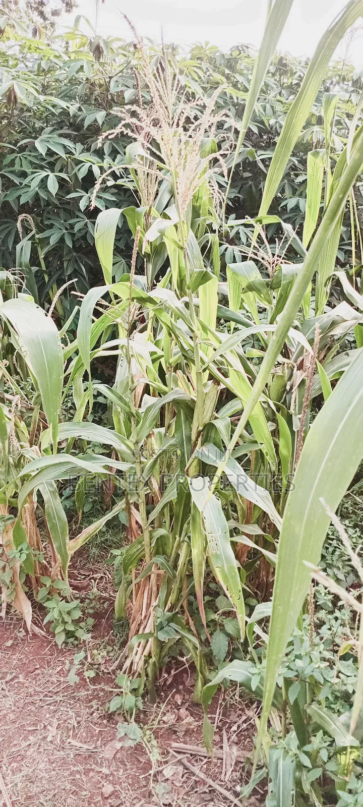 320 Acres for Sale in Bbale-Kayunga Each at 7m