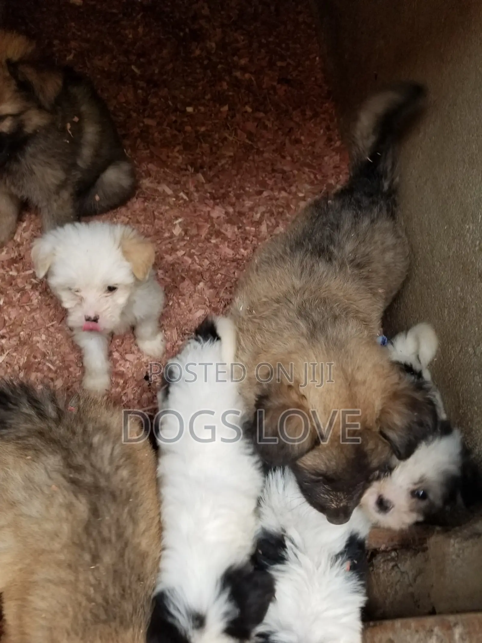 1-3 months Female Purebred Maltese
