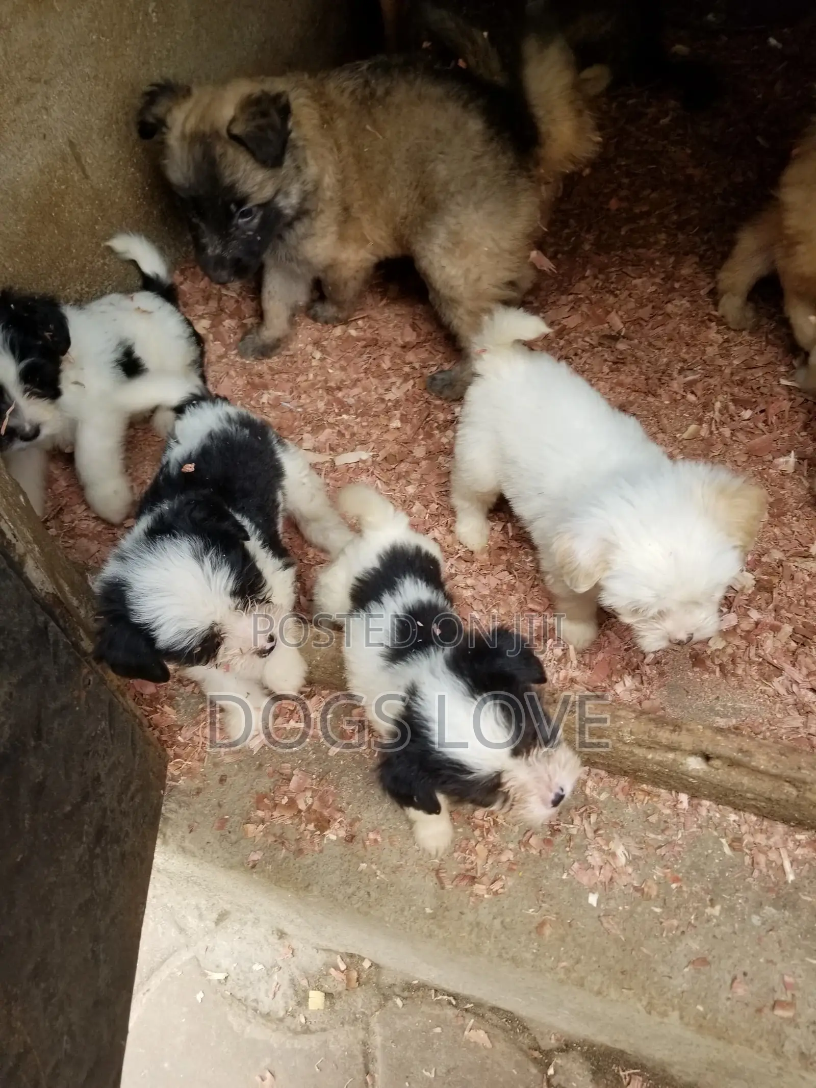 1-3 months Female Purebred Maltese