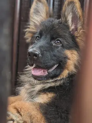 1-3 months Male Purebred German Shepherd
