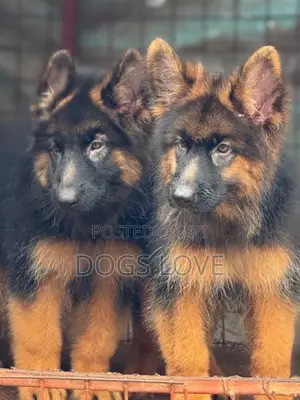 1-3 months Male Purebred German Shepherd