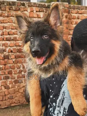 1-3 months Male Purebred German Shepherd