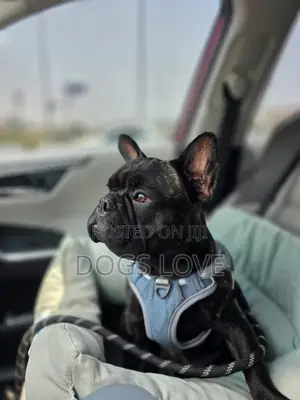 3-6 months Male Purebred French Bulldog