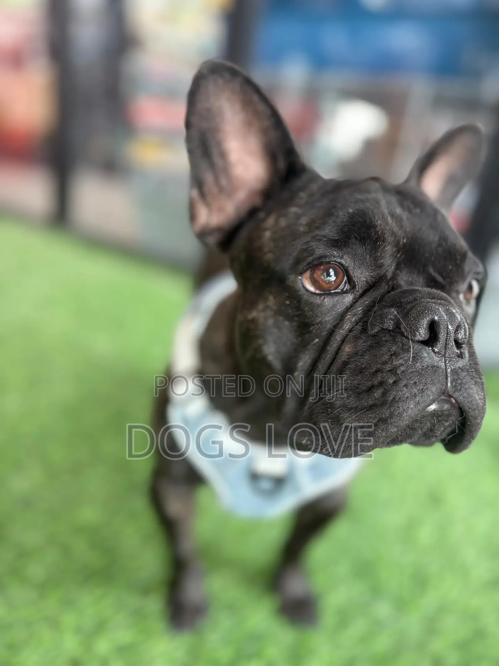 3-6 months Male Purebred French Bulldog
