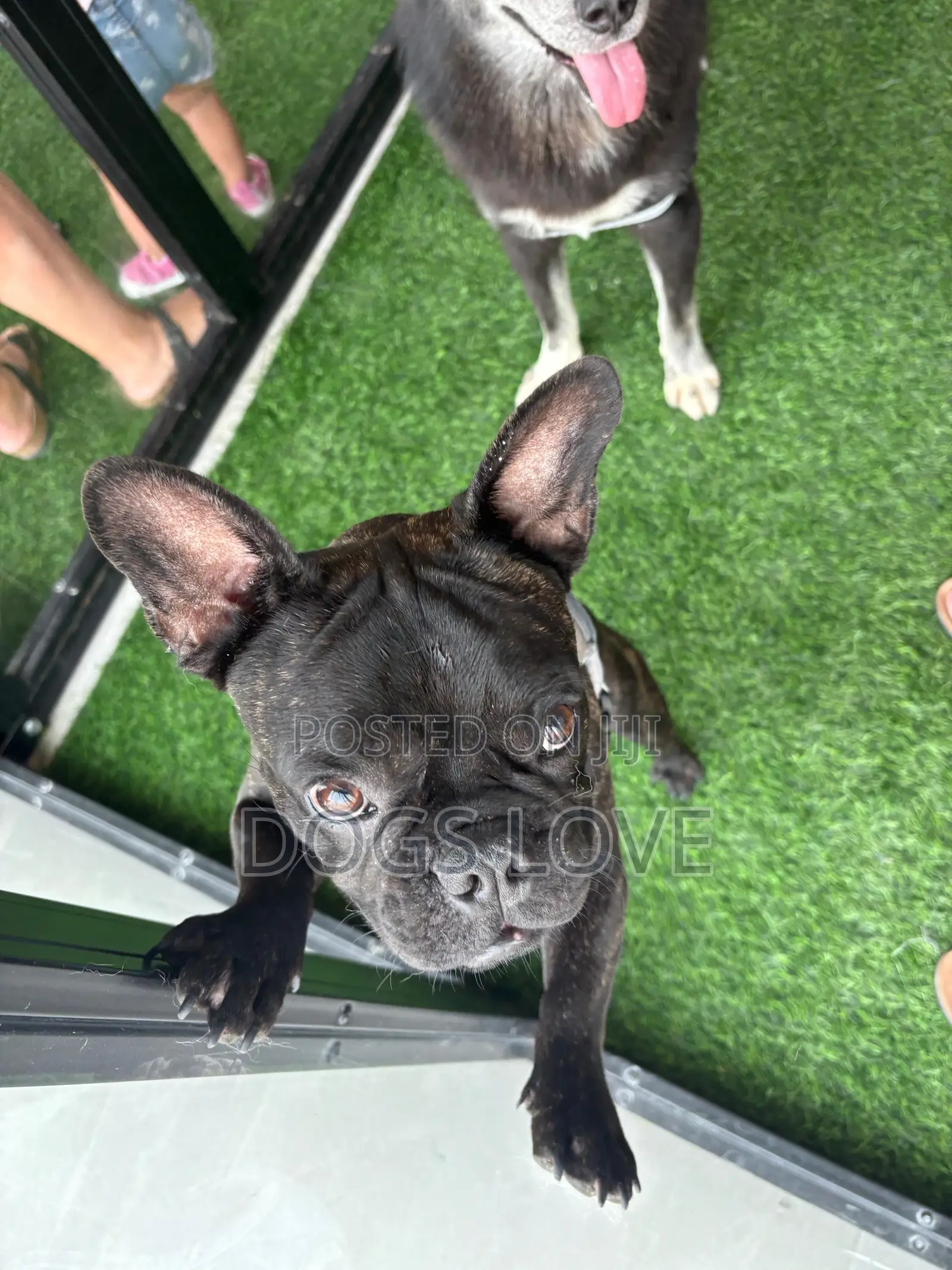 3-6 months Male Purebred French Bulldog
