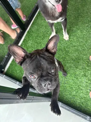3-6 months Male Purebred French Bulldog