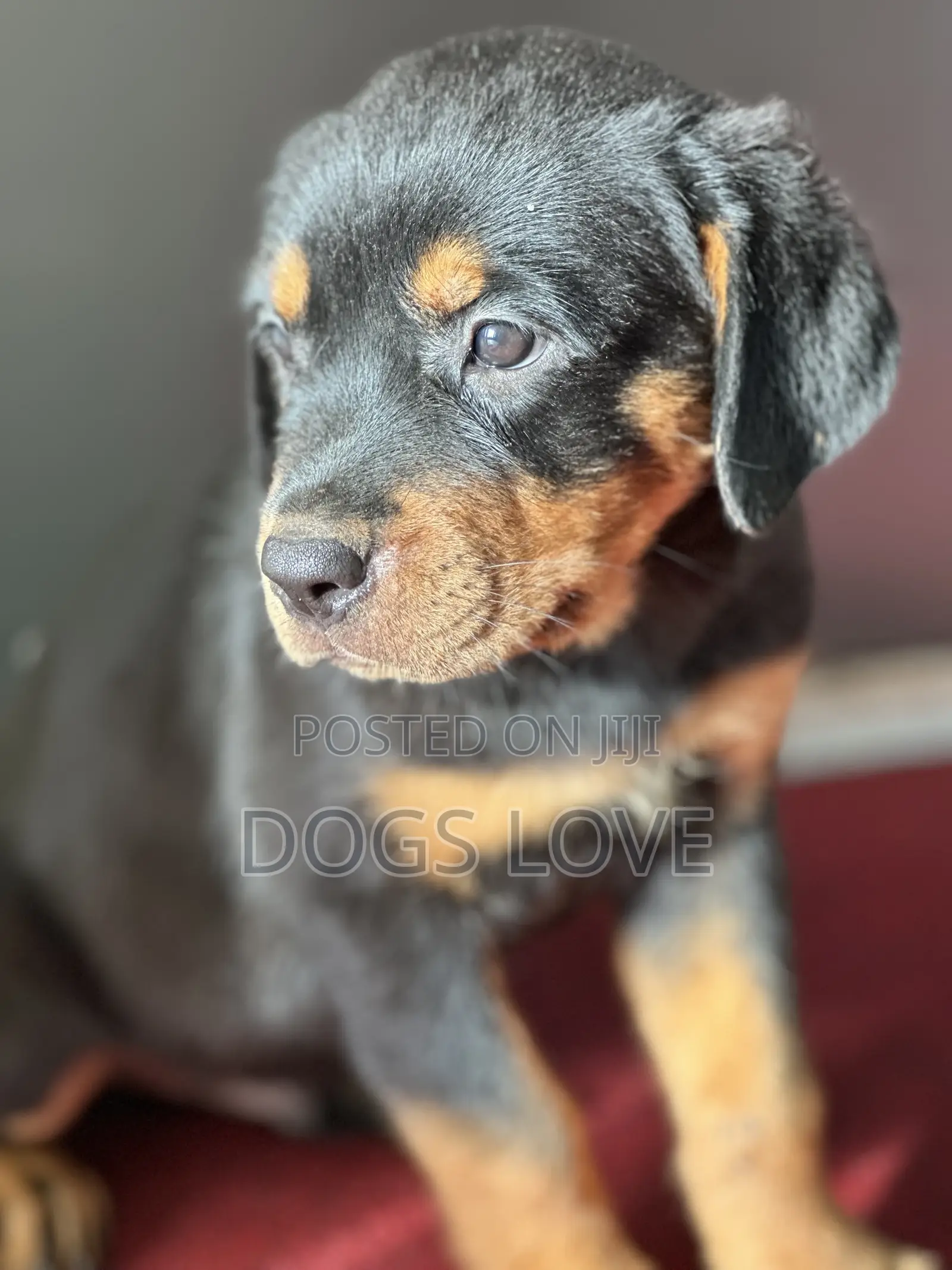 1-3 months Male Purebred Rottweiler