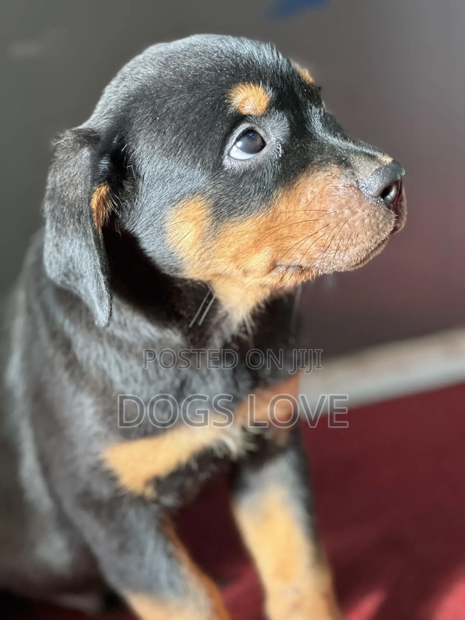 1-3 months Male Purebred Rottweiler