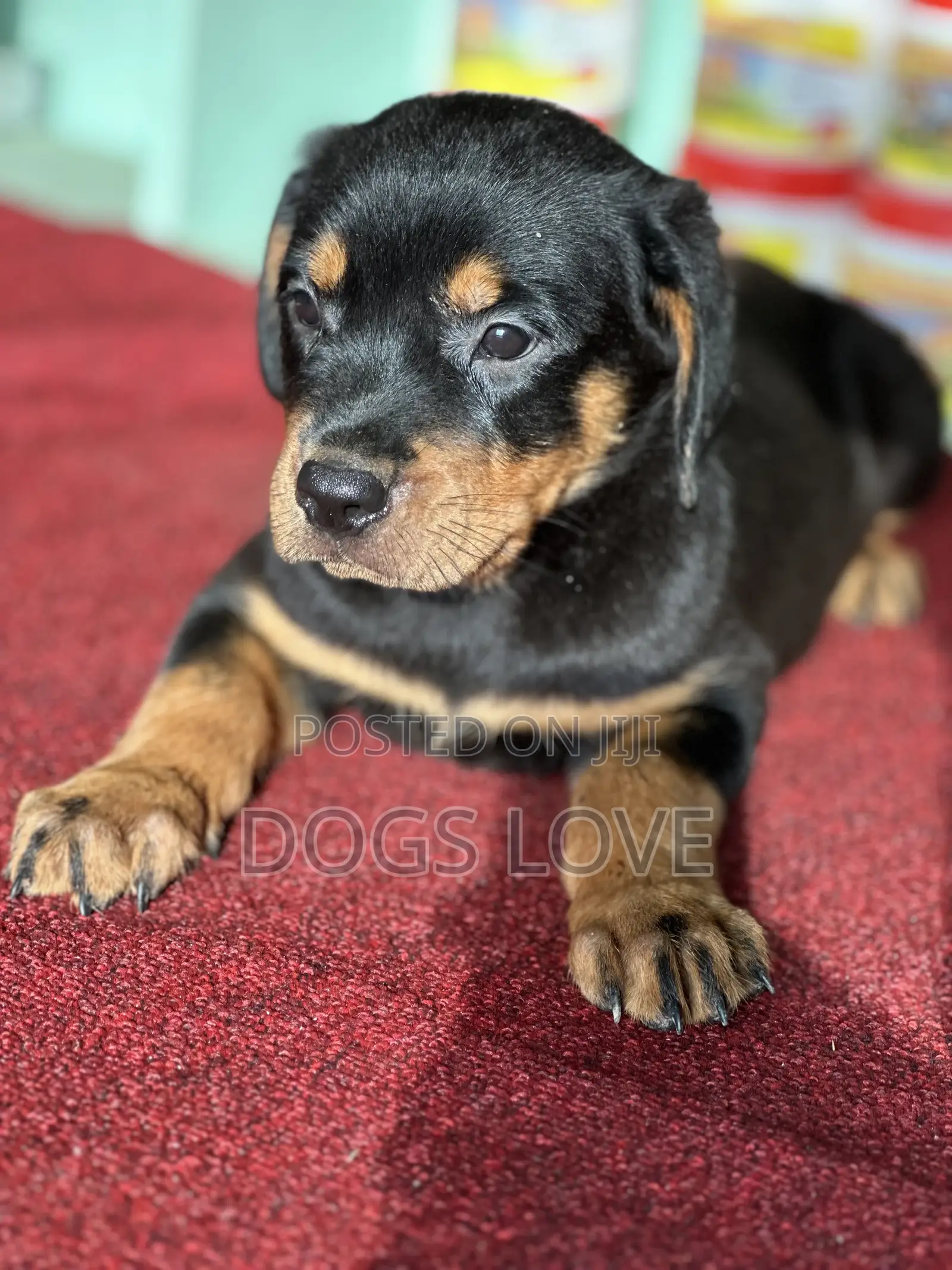 1-3 months Male Purebred Rottweiler