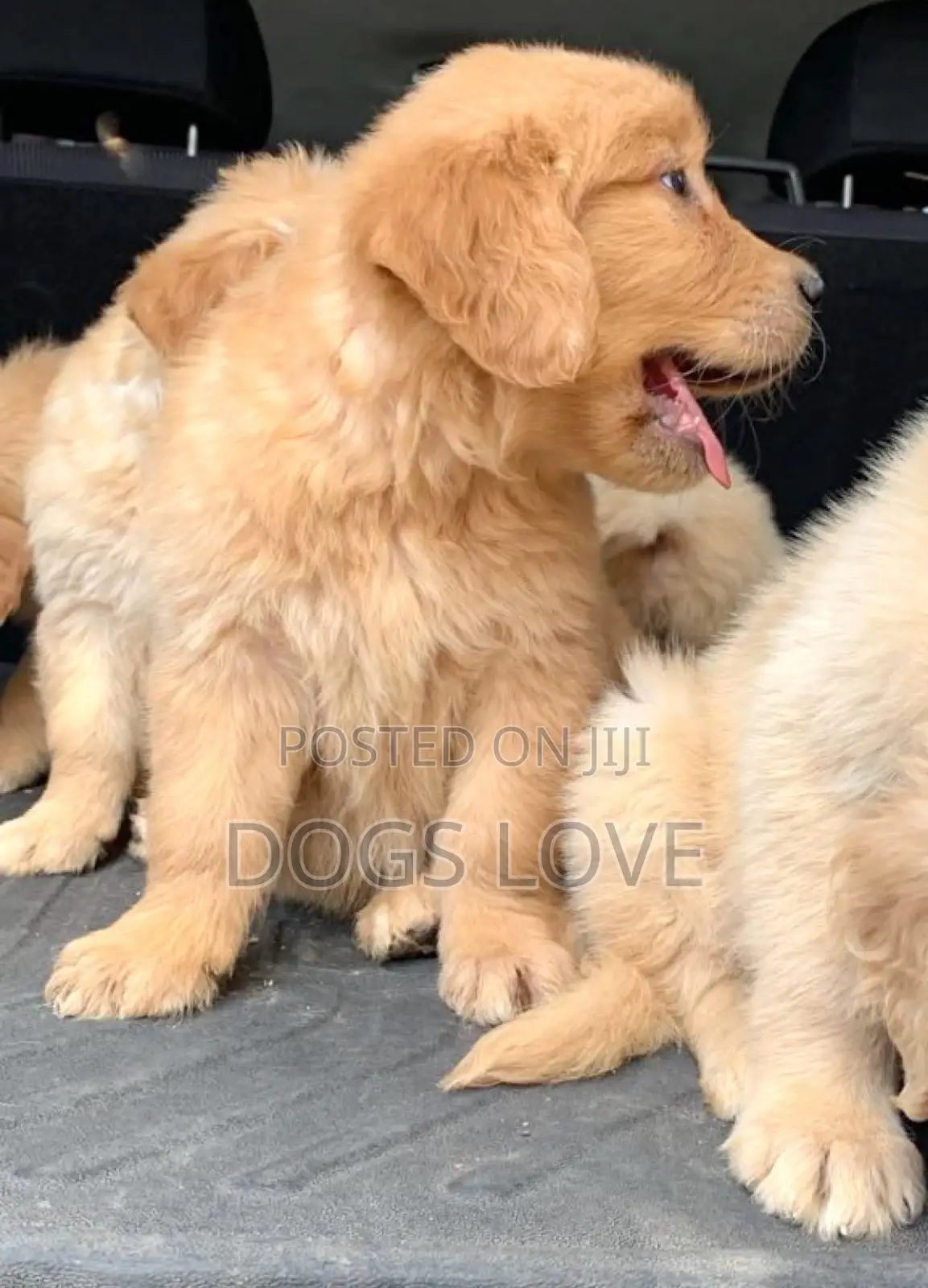 1-3 months Male Purebred Golden Retriever