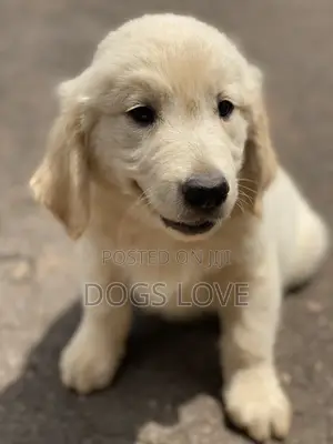 1-3 months Male Purebred Golden Retriever
