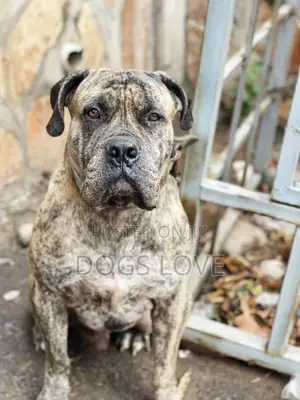 1+ year Male Purebred Presa Canario