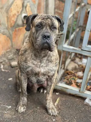 1+ year Male Purebred Presa Canario