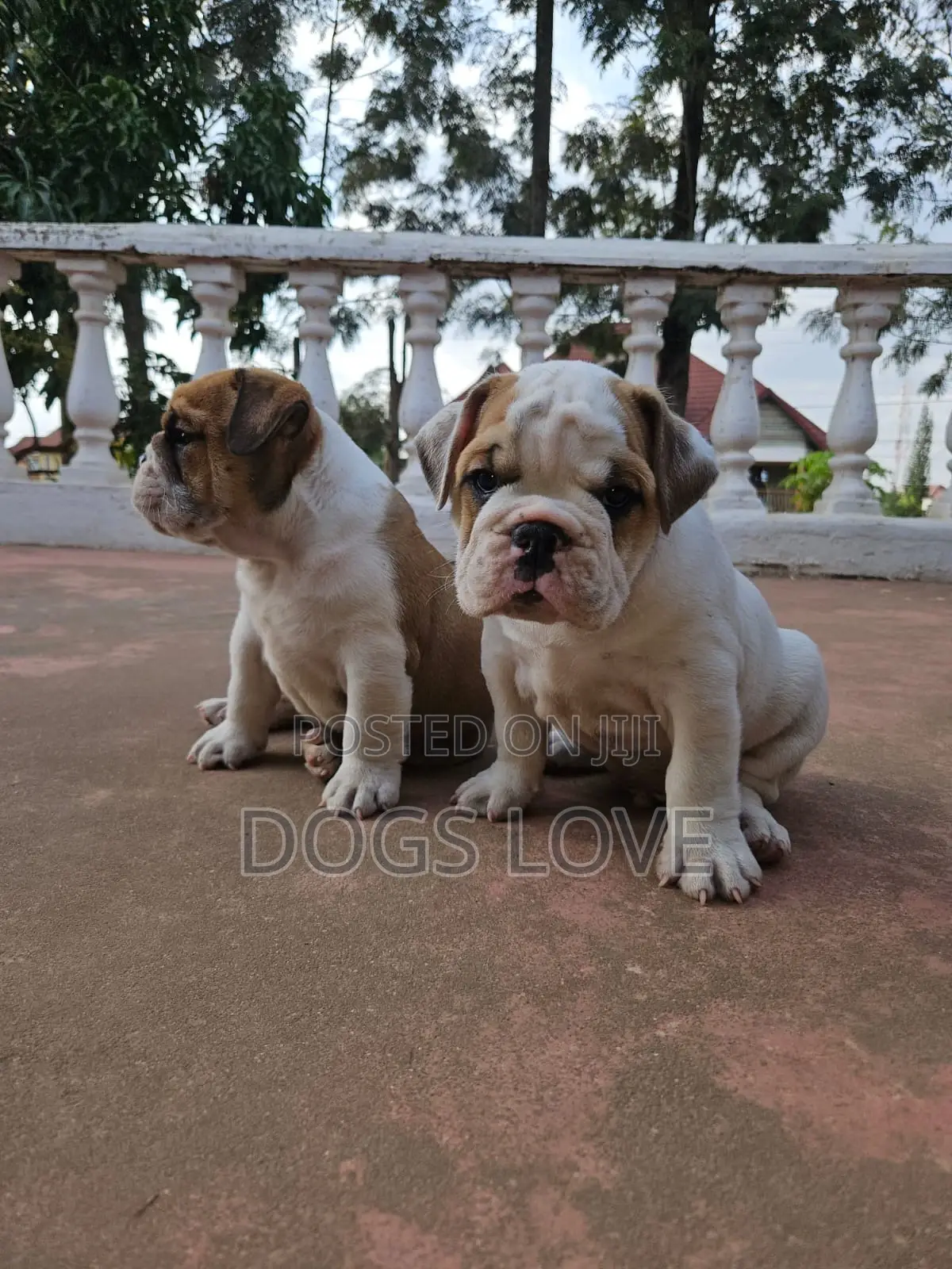 1-3 months Male Purebred American Bulldog