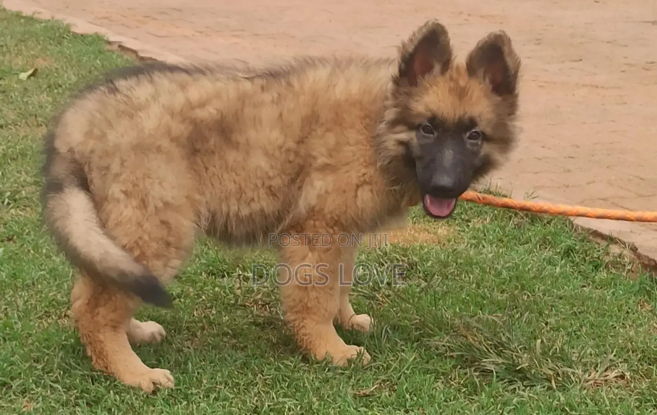 3-6 months Female Purebred German Shepherd