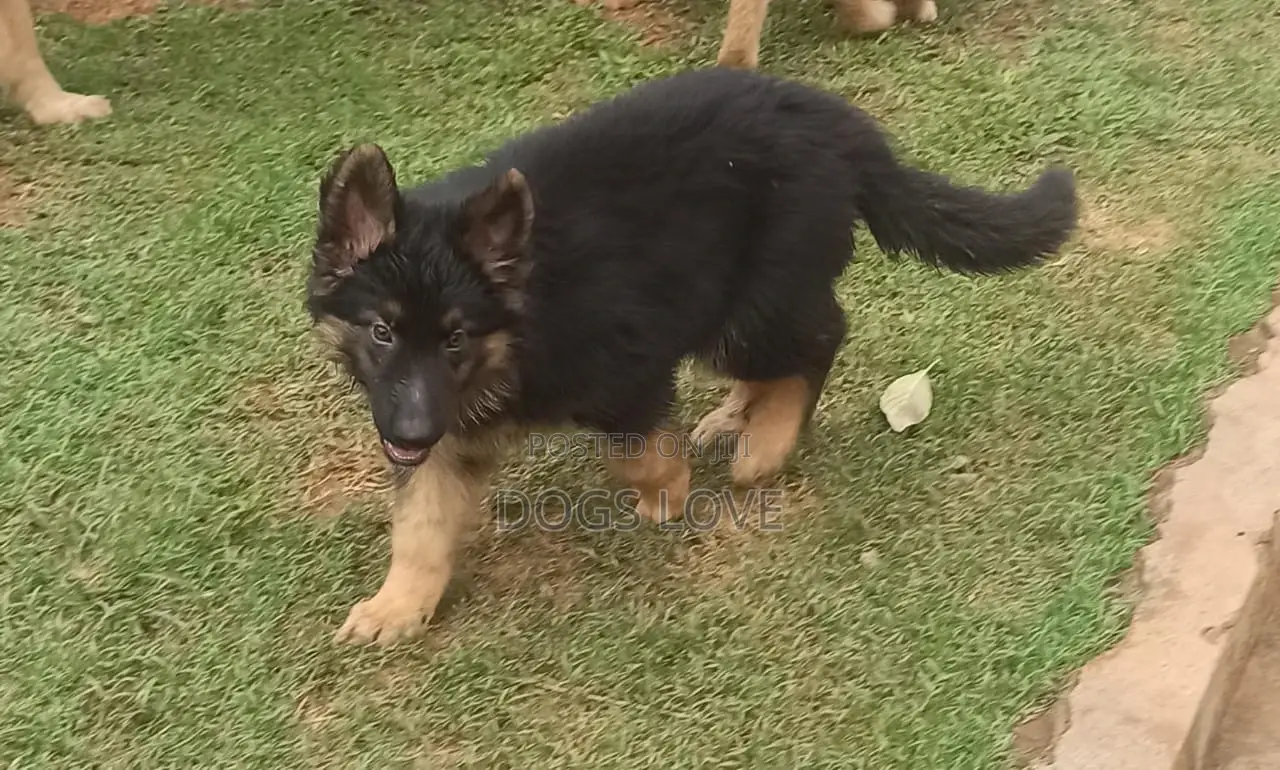 3-6 months Female Purebred German Shepherd