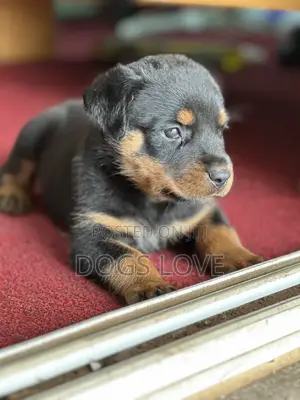 1-3 months Male Purebred Rottweiler