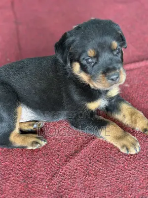 1-3 months Male Purebred Rottweiler
