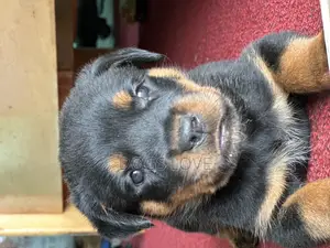 1-3 months Male Purebred Rottweiler