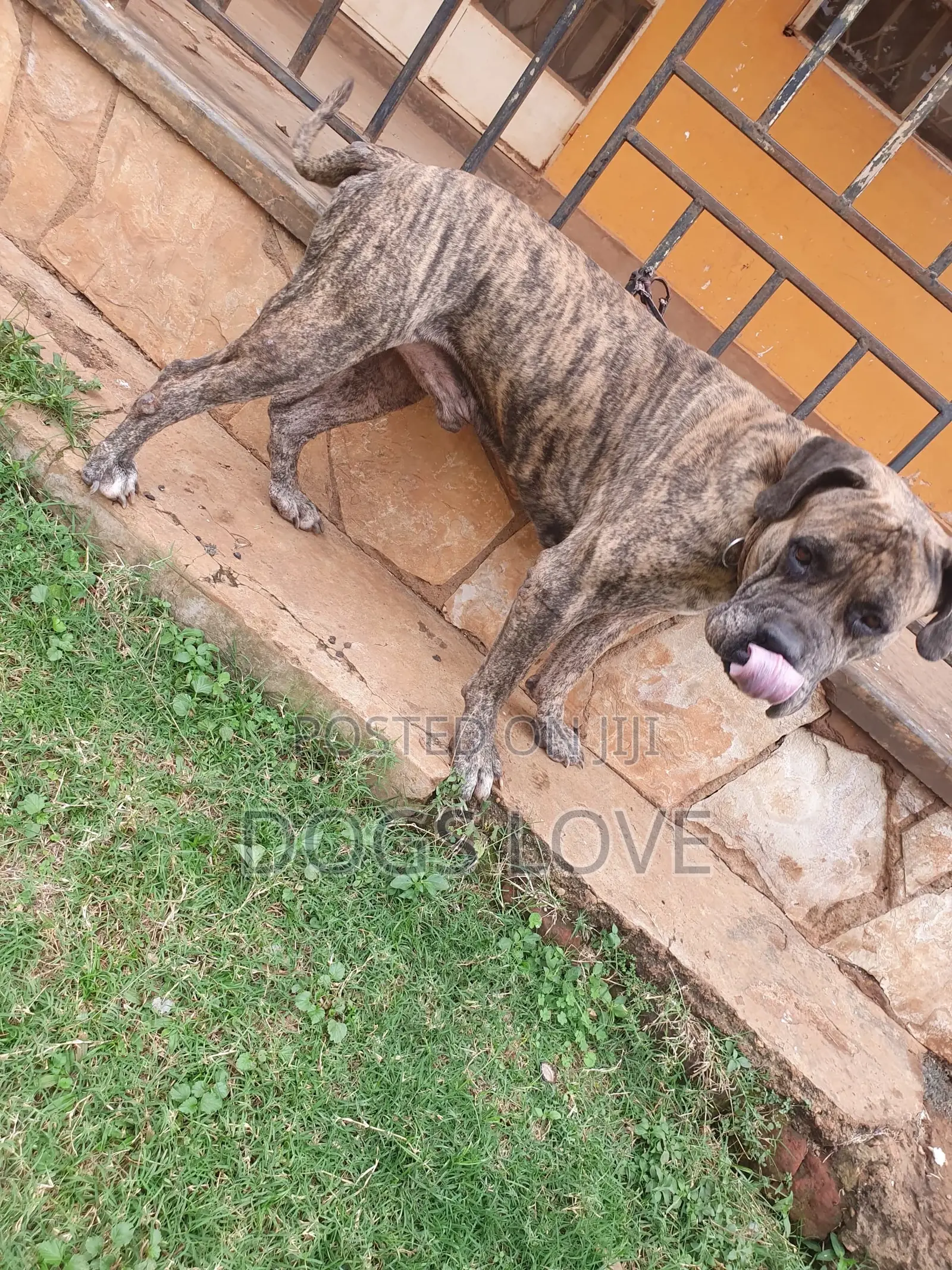 1+ year Male Purebred Presa Canario
