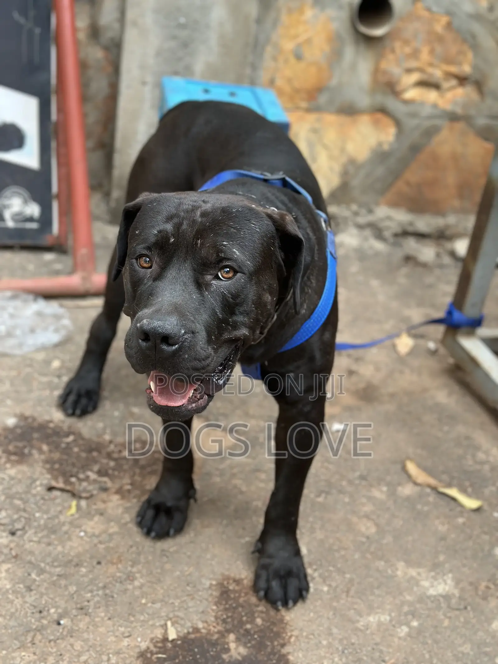 6-12 months Male Purebred Boerboel