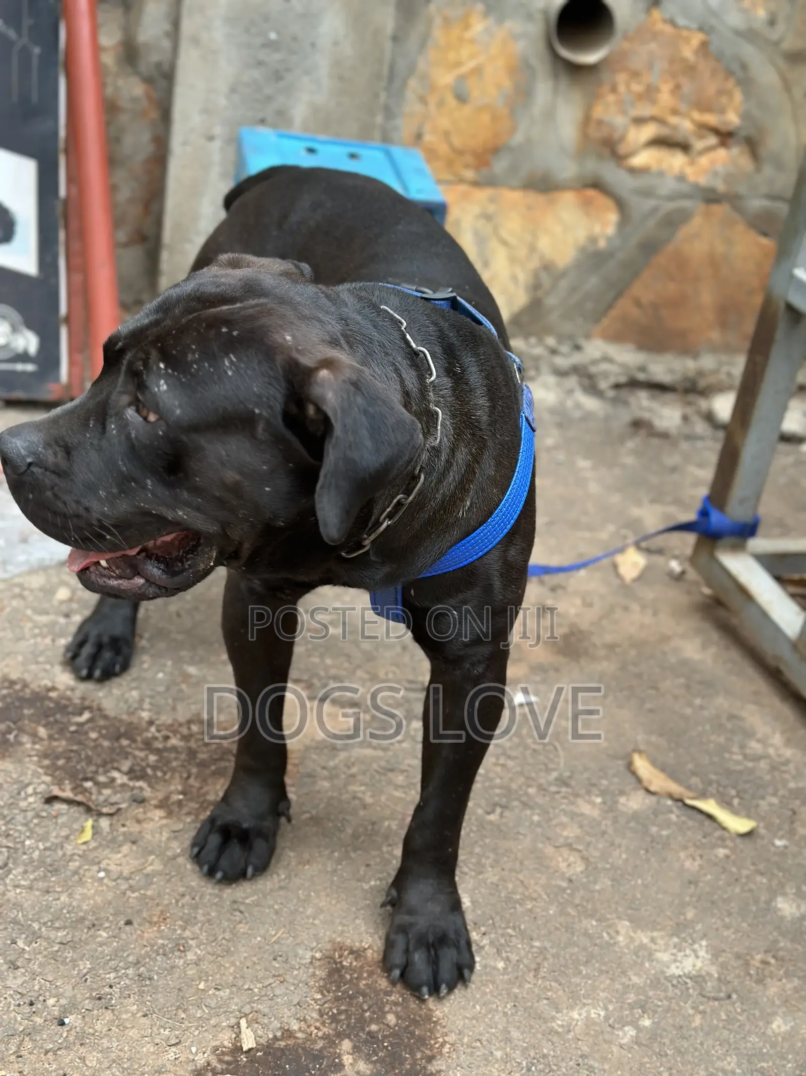 6-12 months Male Purebred Boerboel
