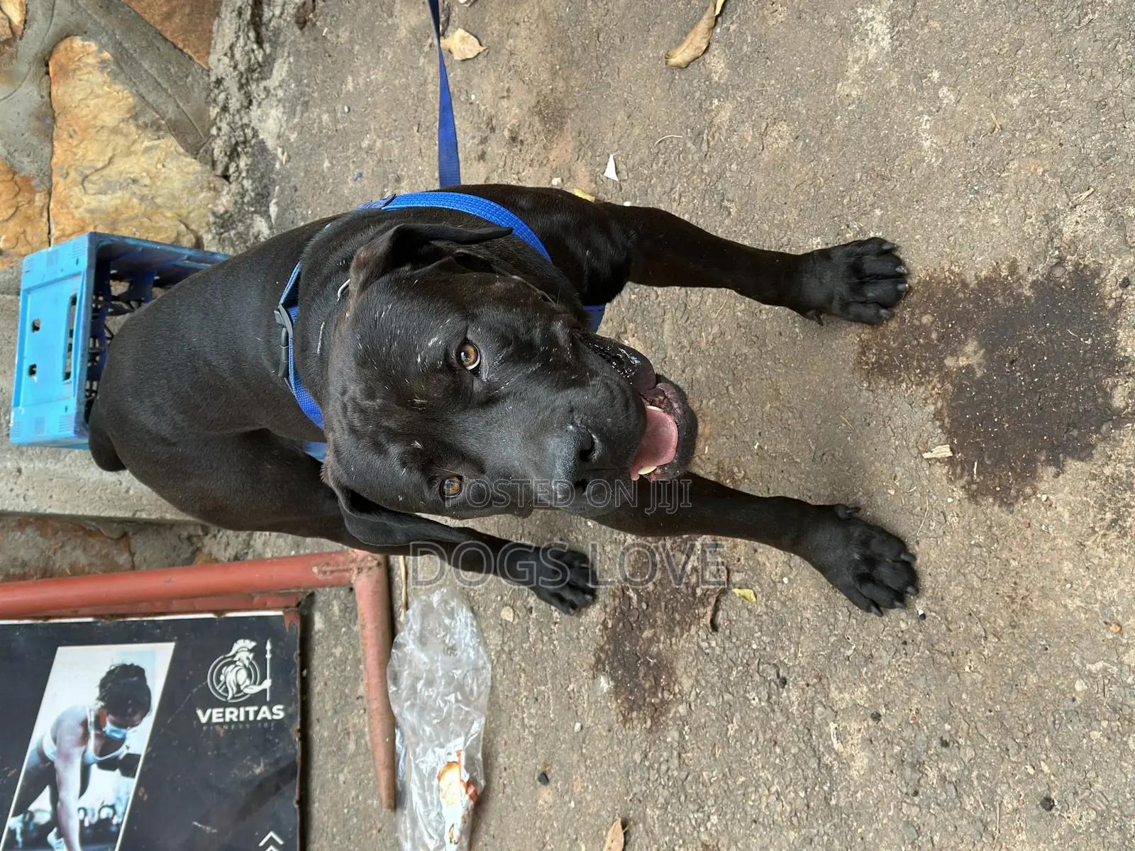 6-12 months Male Purebred Boerboel