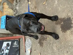 6-12 months Male Purebred Boerboel