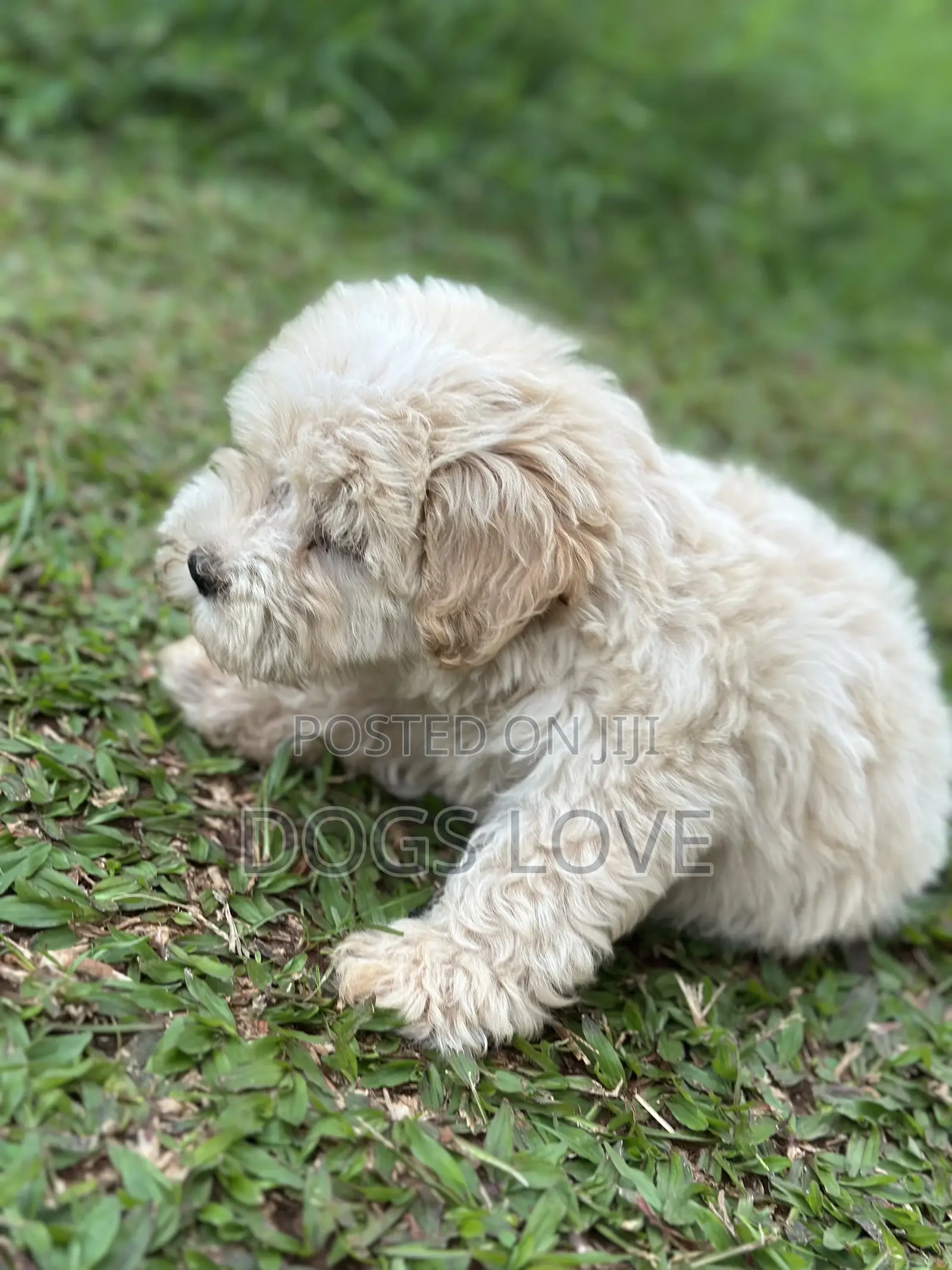 1-3 months Female Purebred Maltese