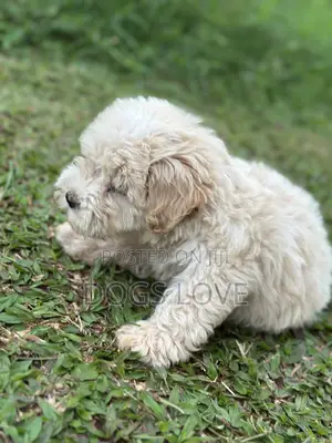 1-3 months Female Purebred Maltese