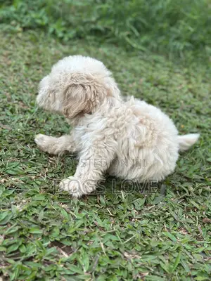 1-3 months Female Purebred Maltese