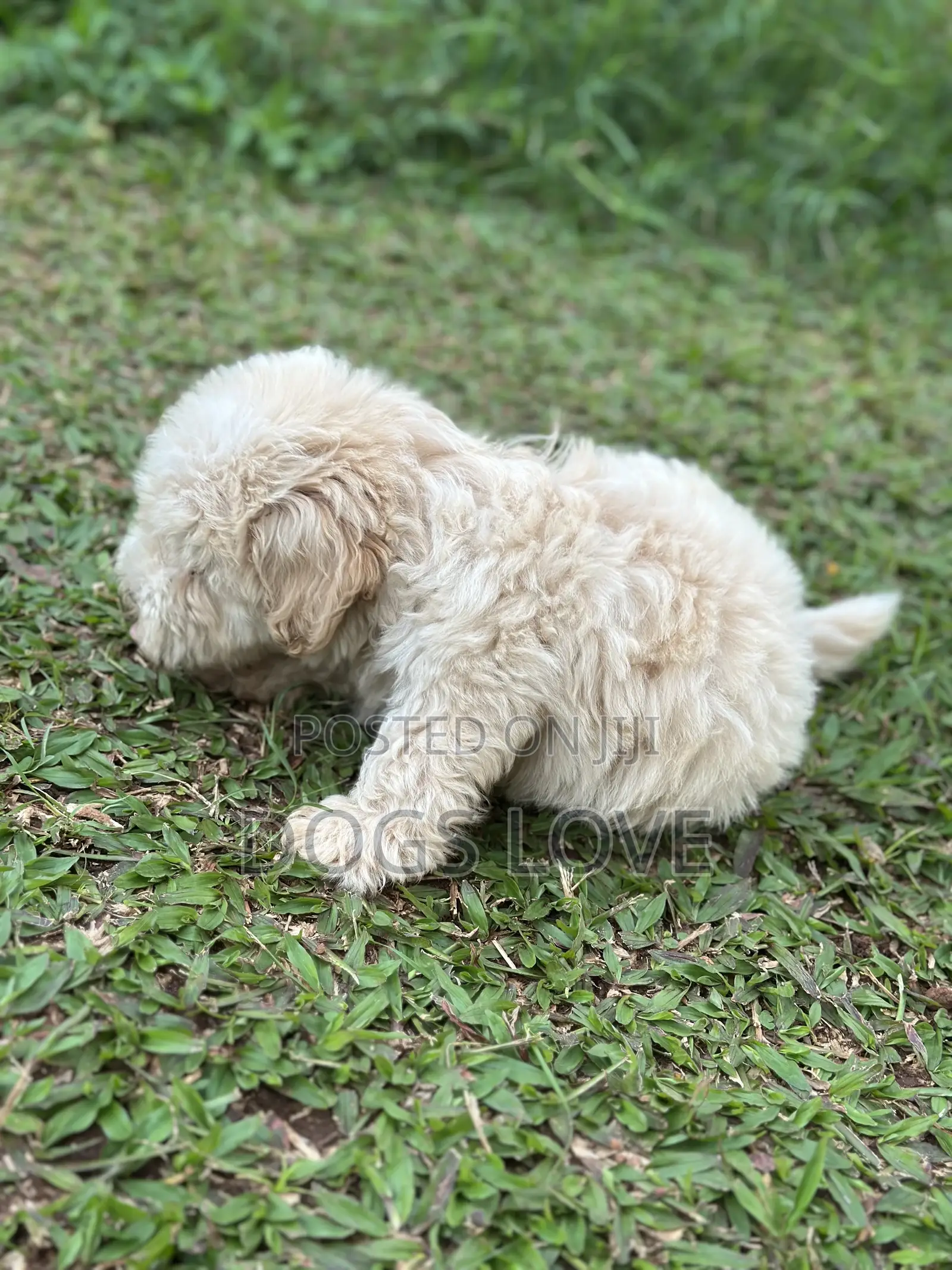 1-3 months Female Purebred Maltese