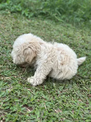 1-3 months Female Purebred Maltese