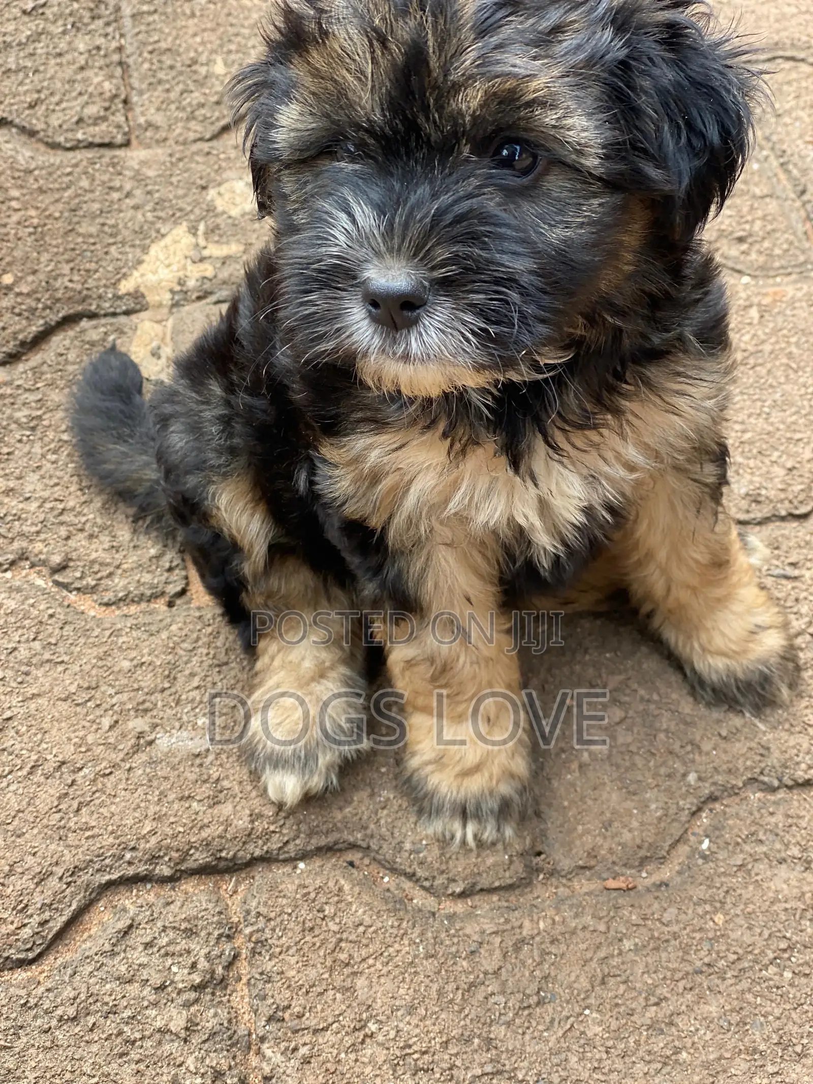 1-3 months Male Purebred Maltese