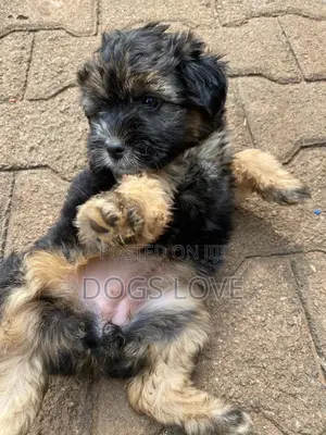 1-3 months Male Purebred Maltese