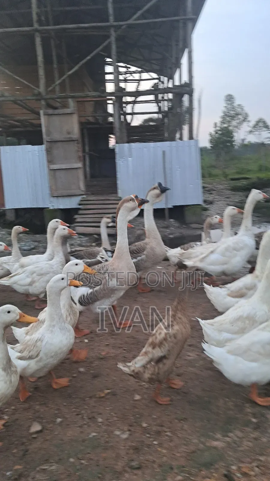 Goose All Breeds