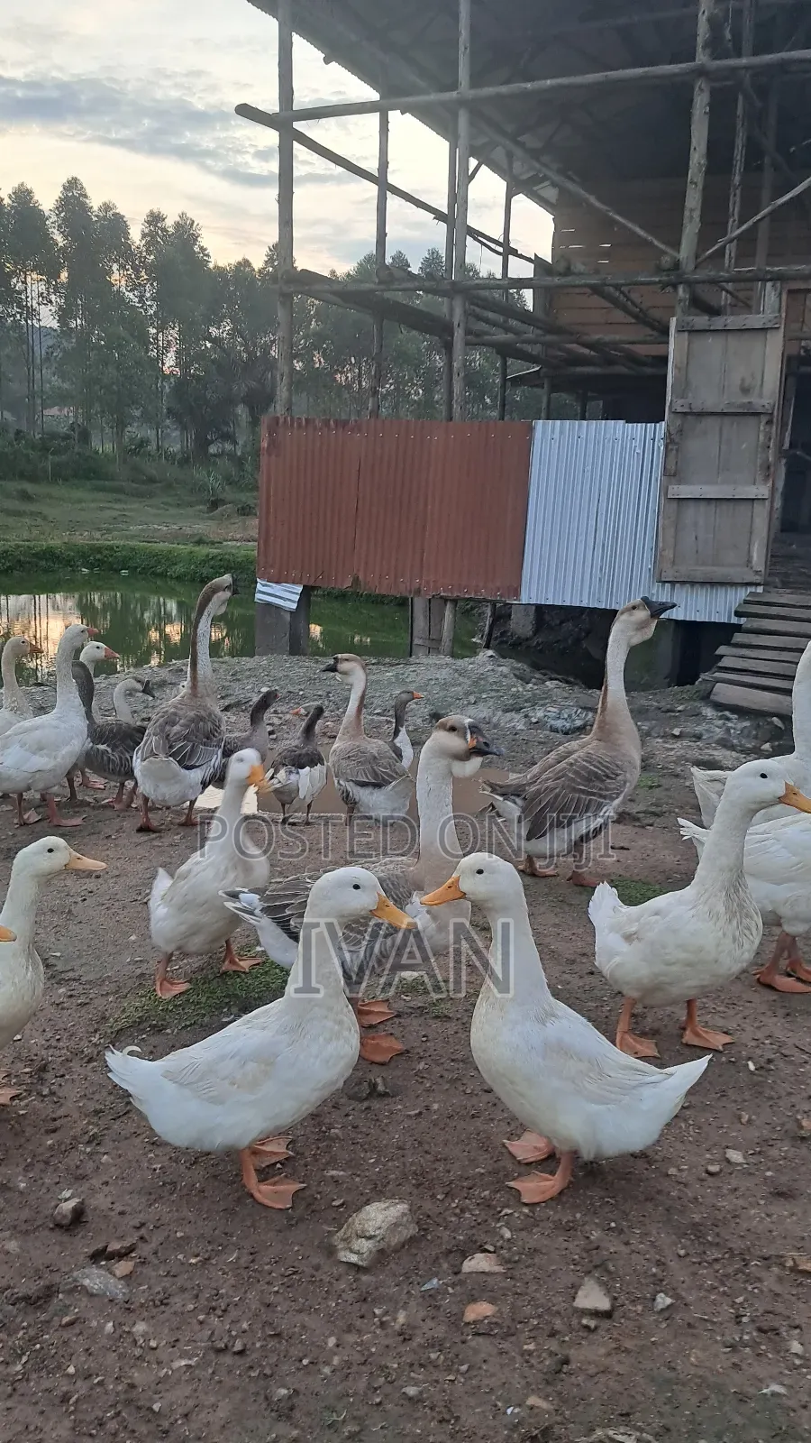 Goose All Breeds