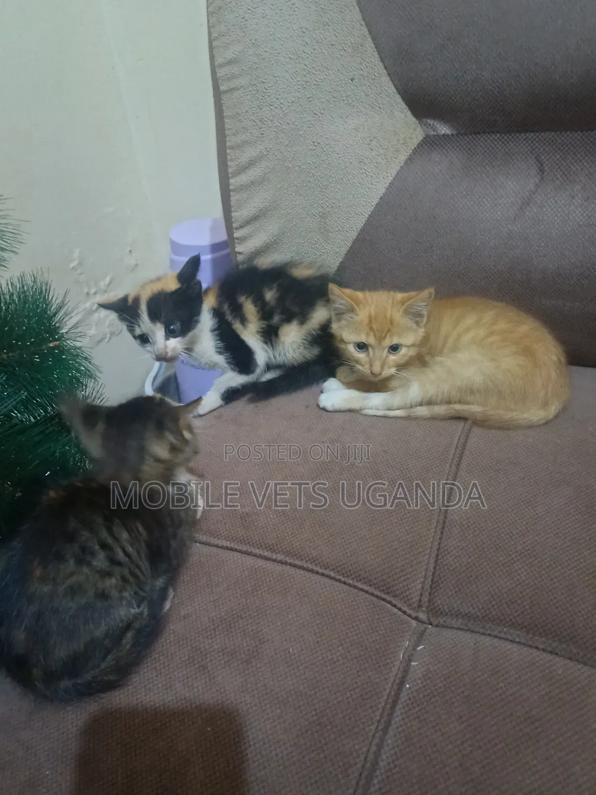 1-3 months Female Purebred Burmese