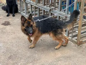 6-12 months Male Purebred German Shepherd
