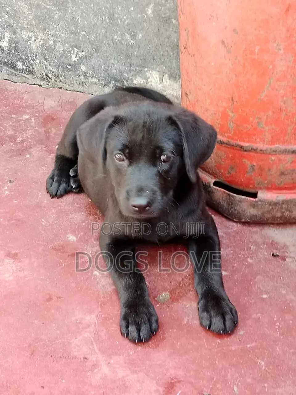 3-6 months Male Purebred Labrador Retriever