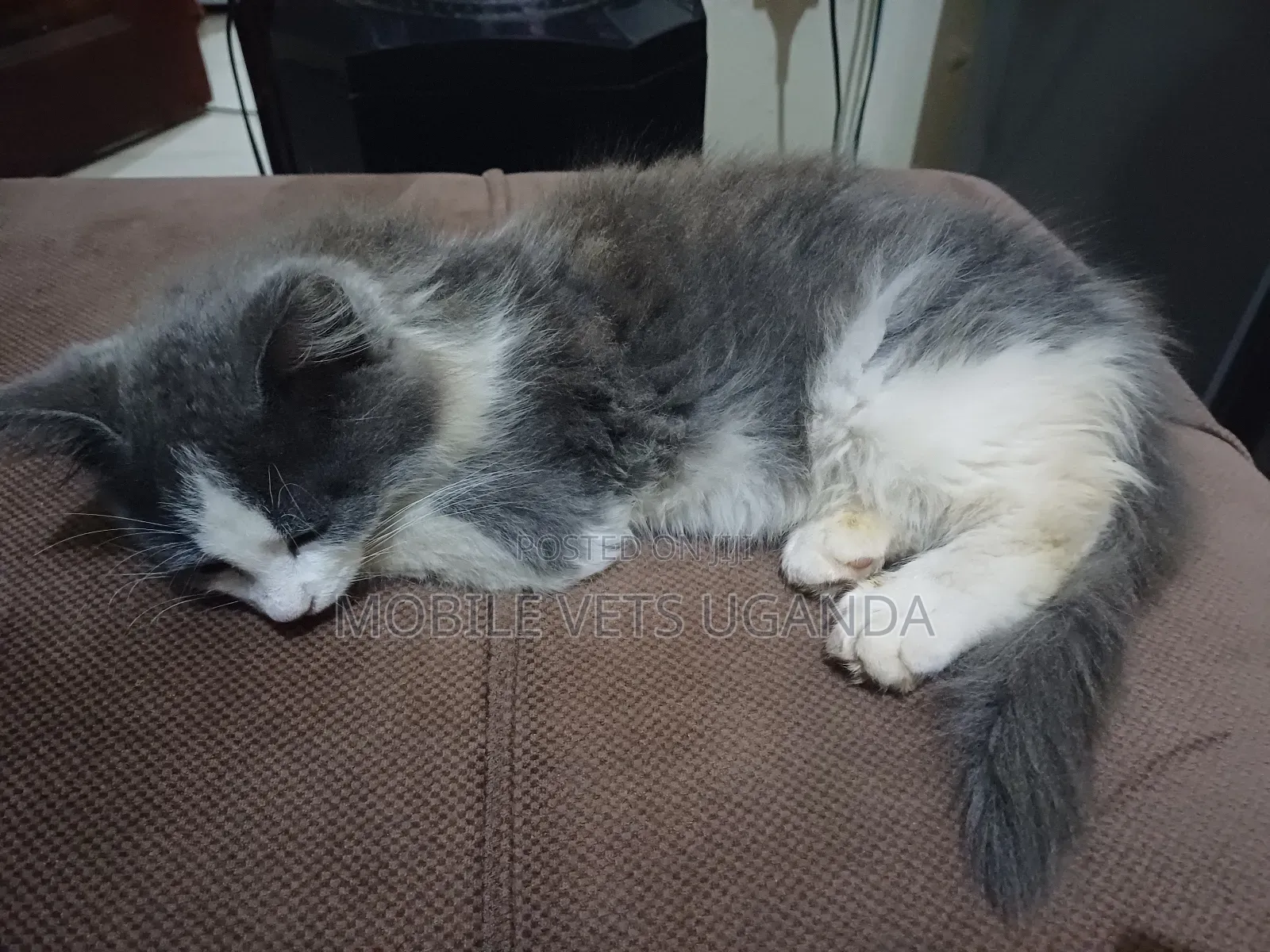 1-3 months Female Purebred American Shorthair