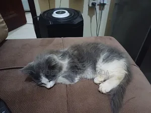 1-3 months Female Purebred Balinese