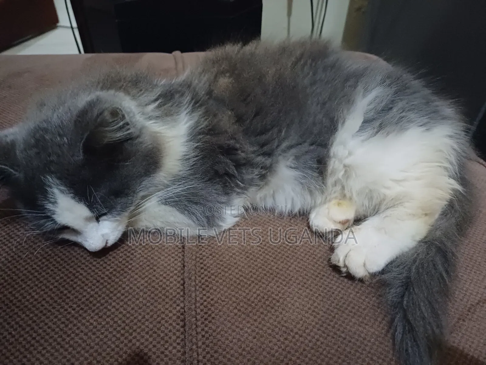 0-1 month Male Purebred Javanese