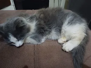 0-1 month Male Purebred Javanese