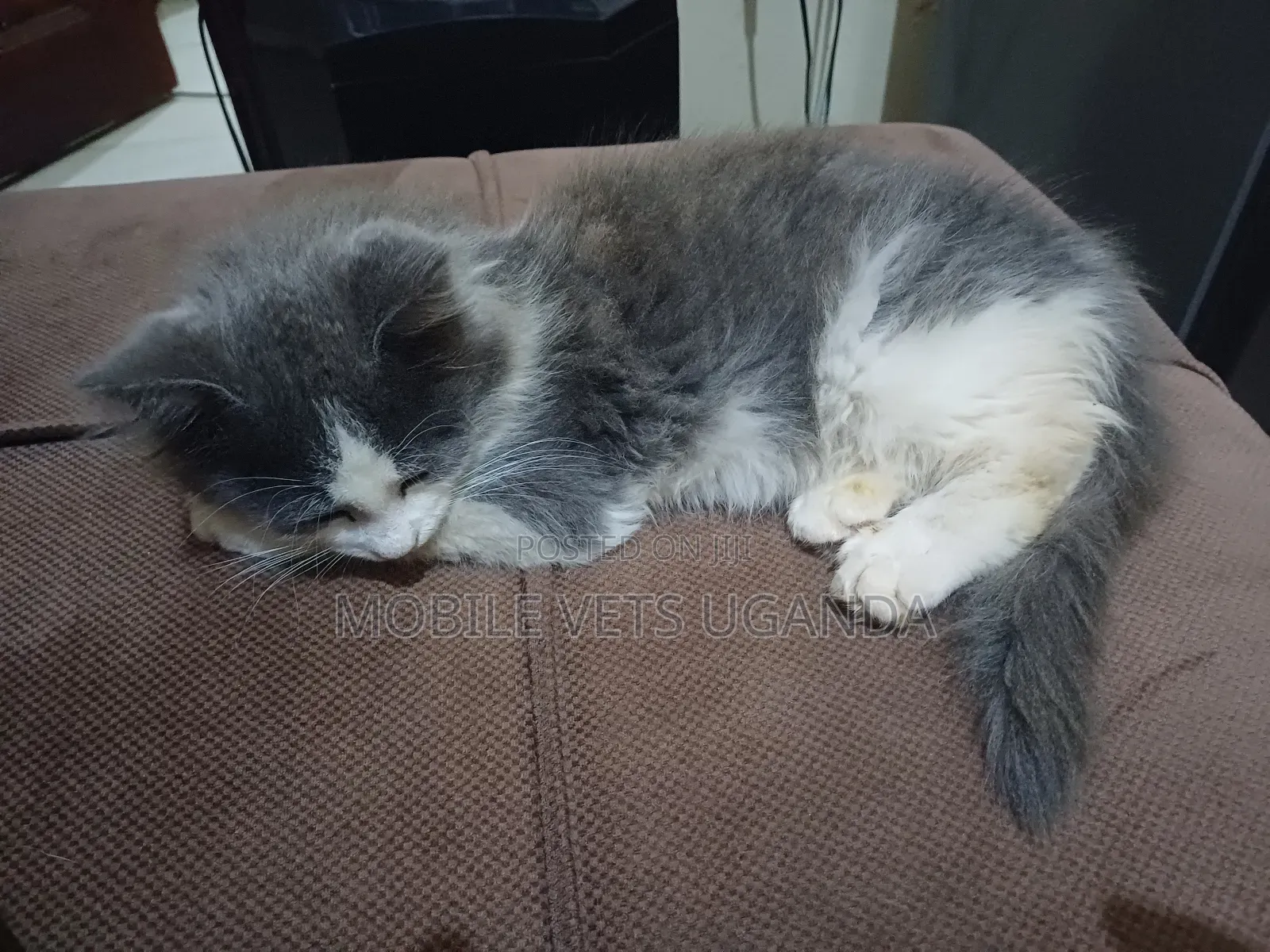 1-3 months Female Purebred Burmese