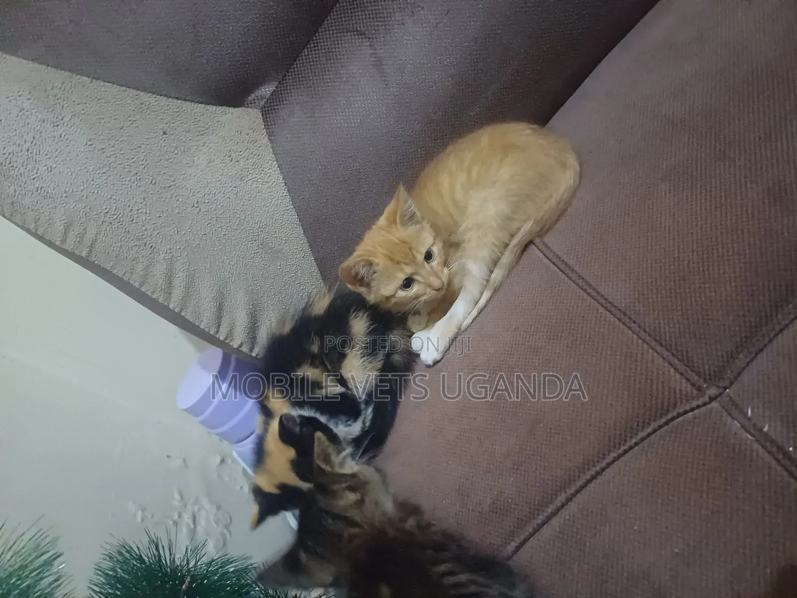 0-1 month Male Purebred American Curl