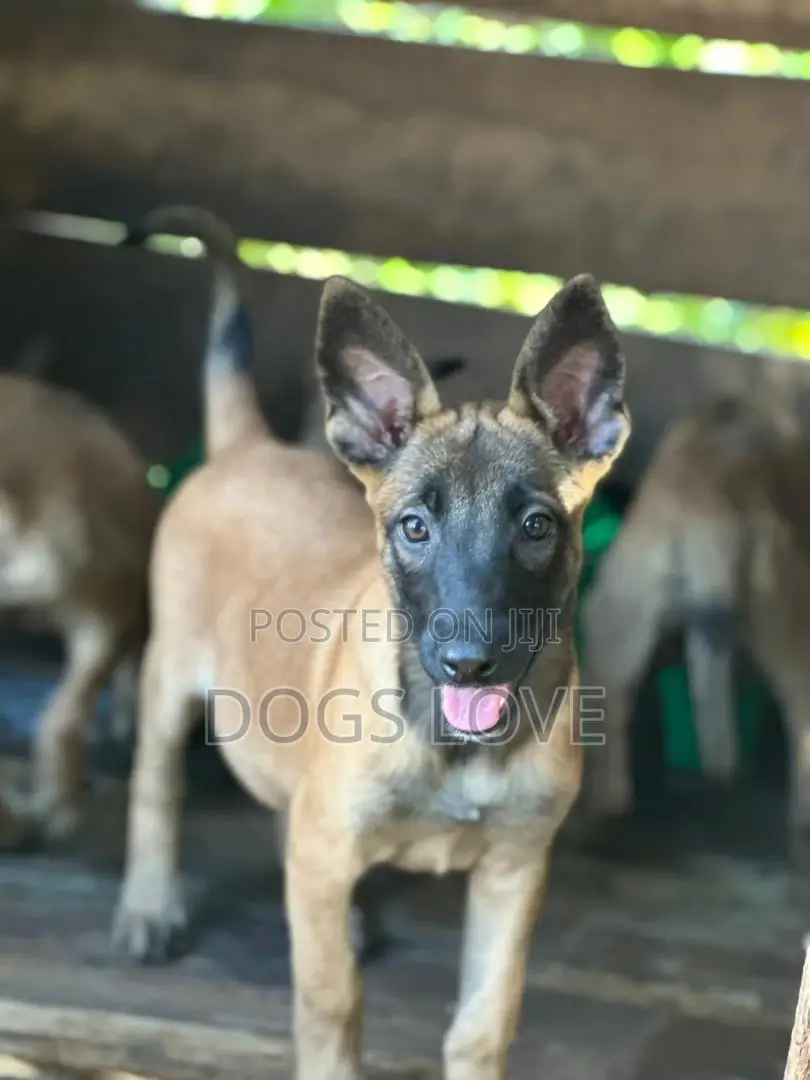 3-6 months Male Purebred Belgian Malinois
