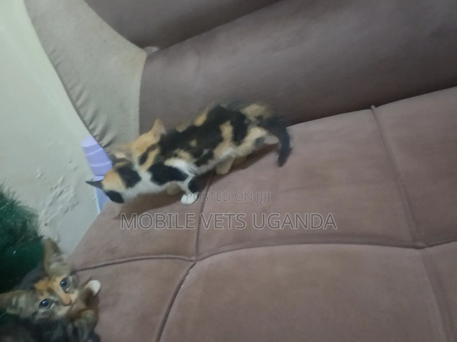 1-3 months Female Purebred Balinese