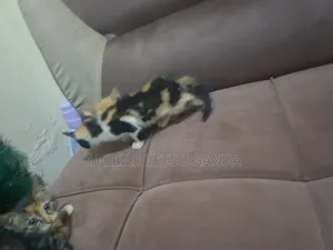 1-3 months Female Purebred Balinese